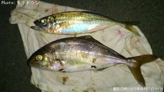 �參�����ȥ�����