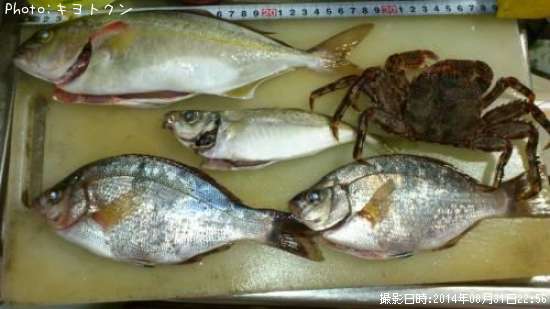 �參�����������ߥ��ʥ�