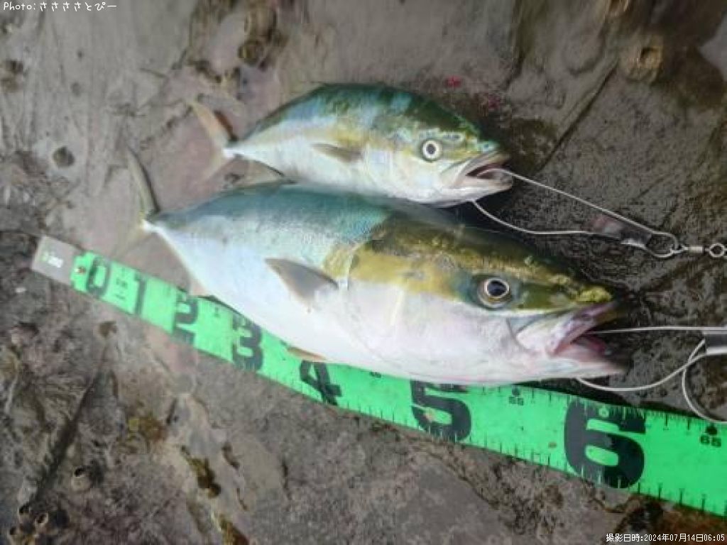 ��饵�����ʥ�������