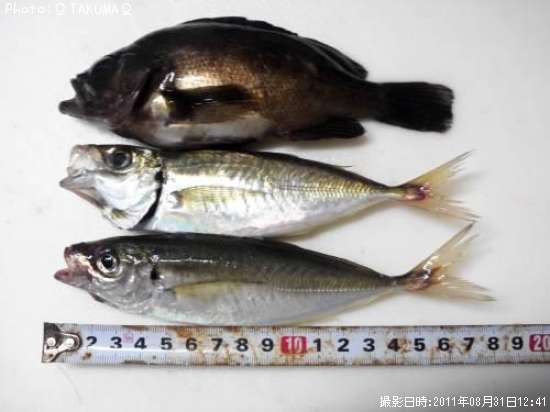 ����̾������