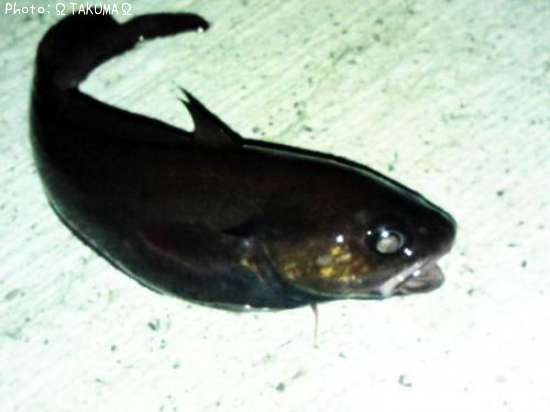 ��ޤ����