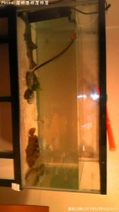 ��äѤꥢ�ʥ������