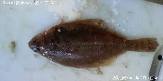 �����ꥬ�쥤