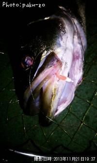 �����Х�