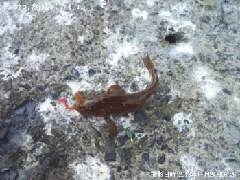 �����ʥ�