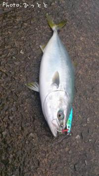 ���ʤ������ä���