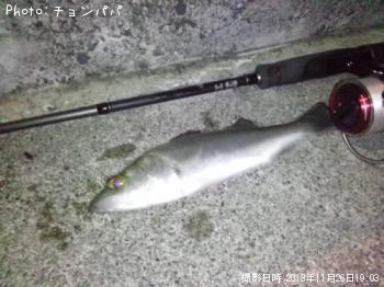 ¥·¡¼¥Ð¥¹¡¡¥ß¥Ë