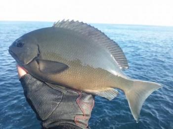 ÈøÄ¹¥á¥¸¥Ê