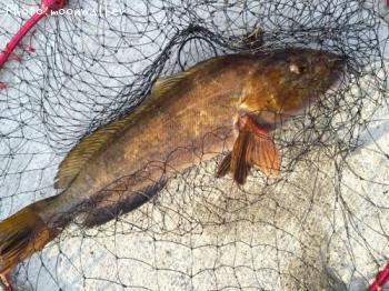 �����ʥ�