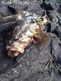 ¥Ù¥Ã¥³¥¦¥¾¥¤