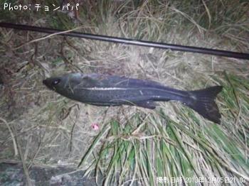 �����Х����ߥ�