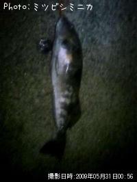 �����ʥ�