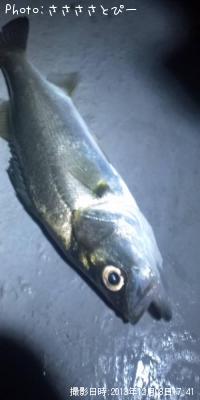 ��Х�������Х�