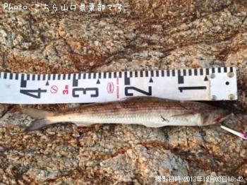 �����ꥤ��