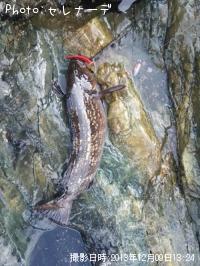 �����ʥ�