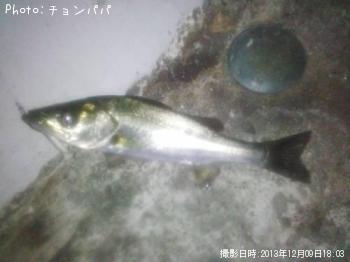 シーバス(チーバス)