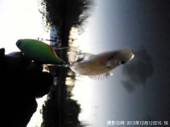 �֥롼����