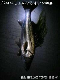 �����Х�