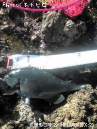 ¸ýÂÀ¥á¥¸¥Ê