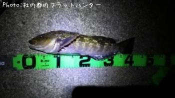 �����ʥ�