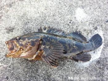 ¥Ù¥Ã¥³¥¦¥¾¥¤