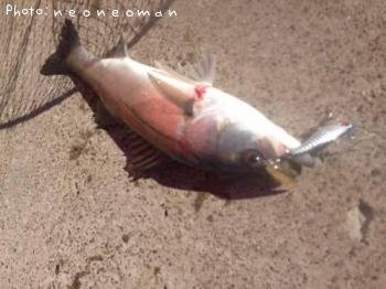 �����Х�