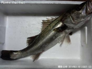 ¥·¡¼¥Ð¥¹¡¡