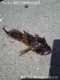 �˥�������