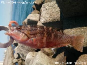 ¥¢¥«¥µ¥µ¥Î¥Ï¥Ù¥é