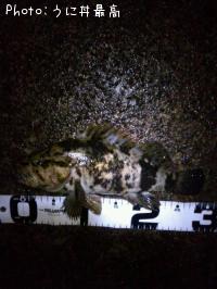 �٥å�������