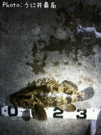 ¥Ù¥Ã¥³¥¦¥¾¥¤