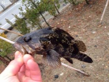 ¥¿¥±¥Î¥³¥á¥Ð¥ë