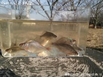 �����ꥯ�Х饿�ʥ�