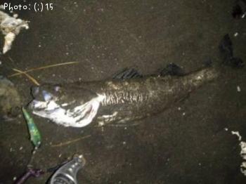 �����Ф�