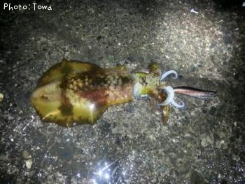 ¥¢¥ª¥ê¤Á¤ã¤ó