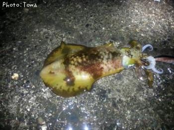 ¥¢¥ª¥ê¤Á¤ã¤ó