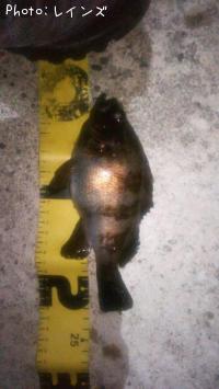 ¥á¥Ð¥ë¡õ¥¿¥±¥Î¥³