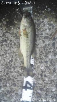 ¥Ö¥é¥Ã¥¯¥Ð¥¹