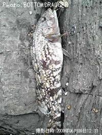 �����ʥ�