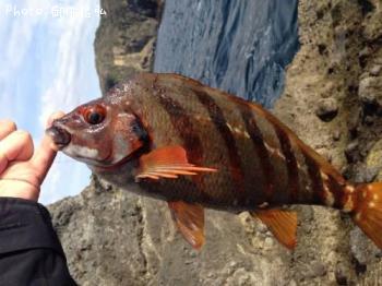 ¥¿¥«¥Î¥Ï¥À¥¤¡£¡£¡£