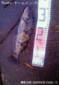 �����ʥ�