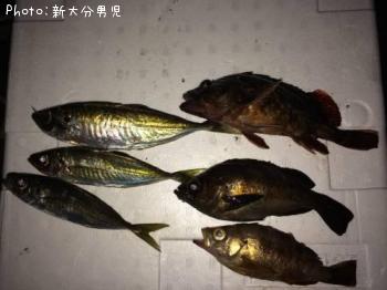 アジ、メバル、ホゴ