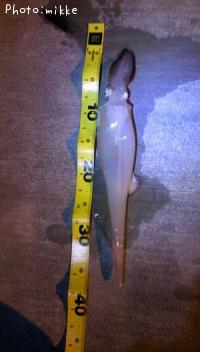 ��ꥤ����