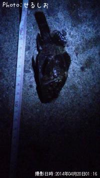 ¡ù¥à¥é¥½¥¤¡ù