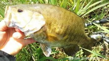 ���⡼��ޥ����Х�