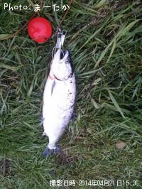 ¥µ¥¯¥é¥Þ¥¹