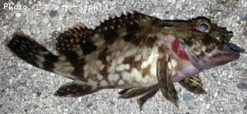 ���������ʥ������