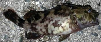 ¥«¥µ¥´¡¡¡Ê¥¬¥·¥é¡Ë