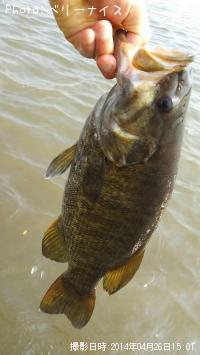 ���⡼��ޥ����Х�