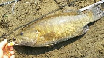 ���⡼��ޥ����Х�